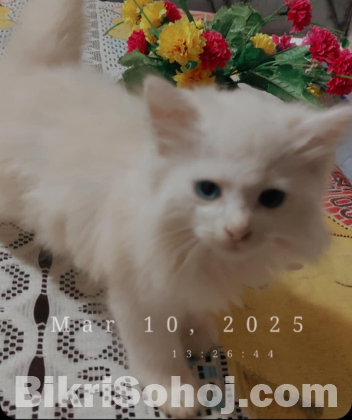 Persian Cat ...2 eyes 2 clour